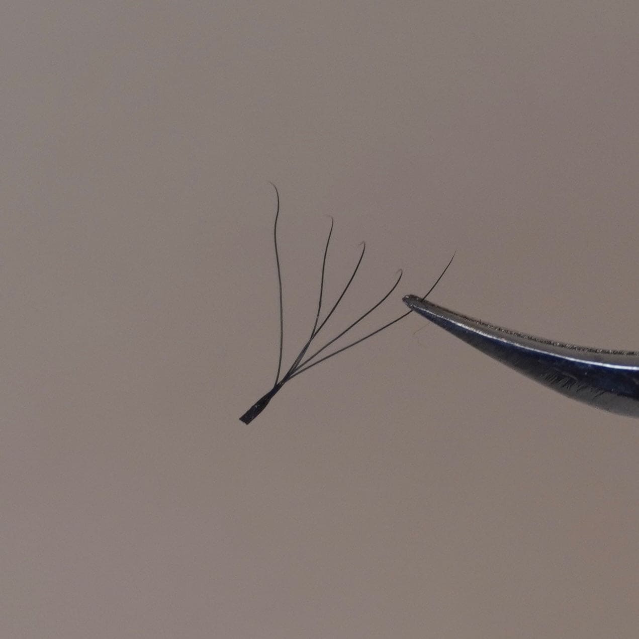 “Belle Collection” 5D Flat Lash